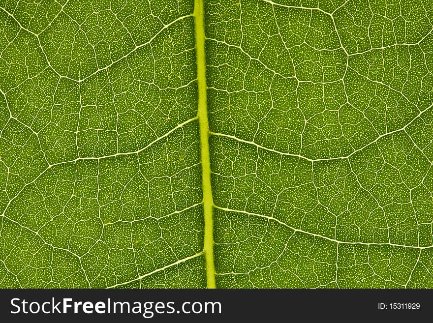 Close up on the texture of a leaf. Close up on the texture of a leaf.