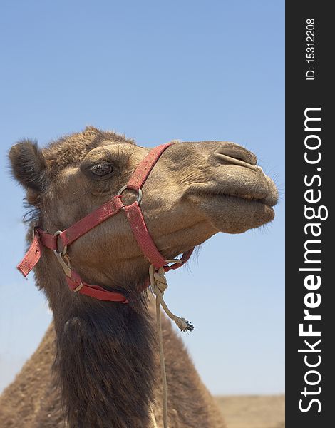 Camel head close-up on blue sky background focus on the eye