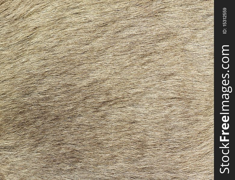 A closeup image of kangaroo fur. Great for texture, background or wallpaper. A closeup image of kangaroo fur. Great for texture, background or wallpaper.