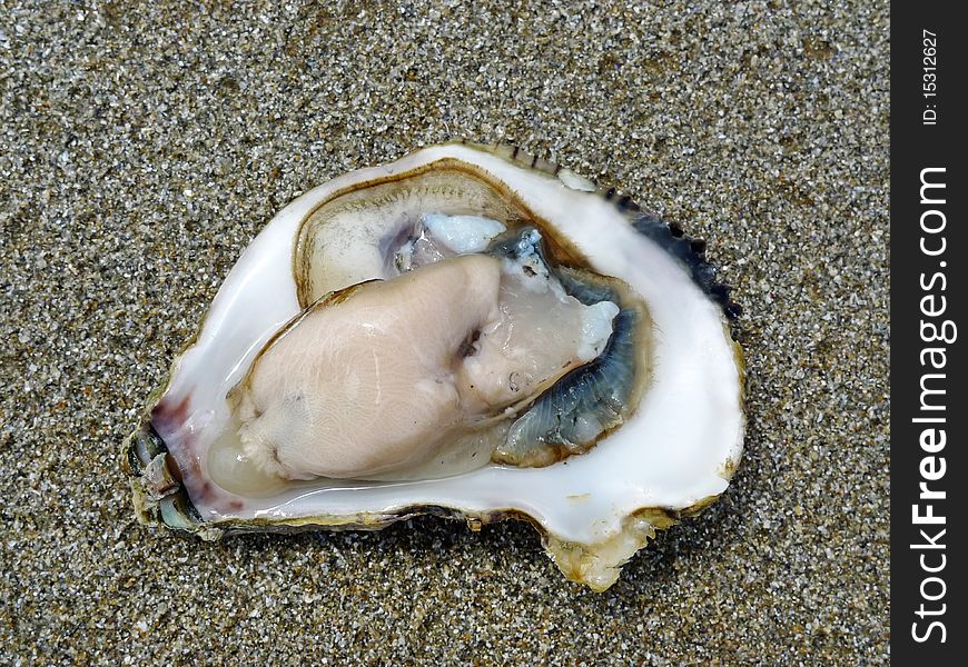 Raw fresh open oyster on sea sand. Raw fresh open oyster on sea sand