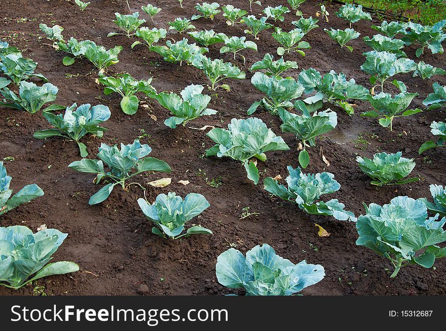 Rows Of Cabbage