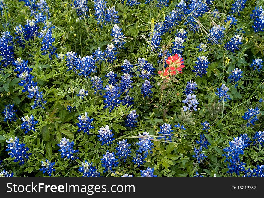 Texas Bluebonnets And Paint Brushes