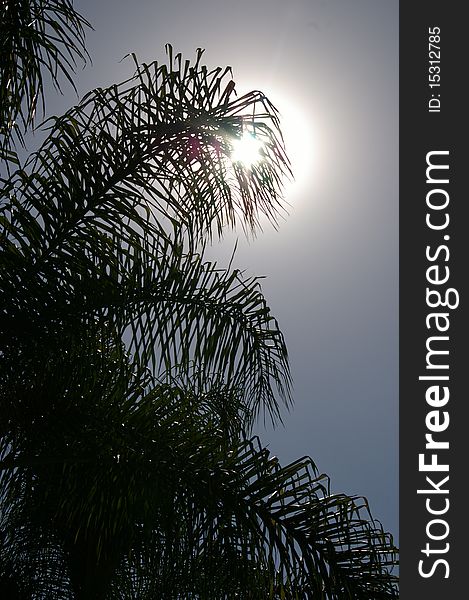 Sunlight beaming through palm trees. Sunlight beaming through palm trees.