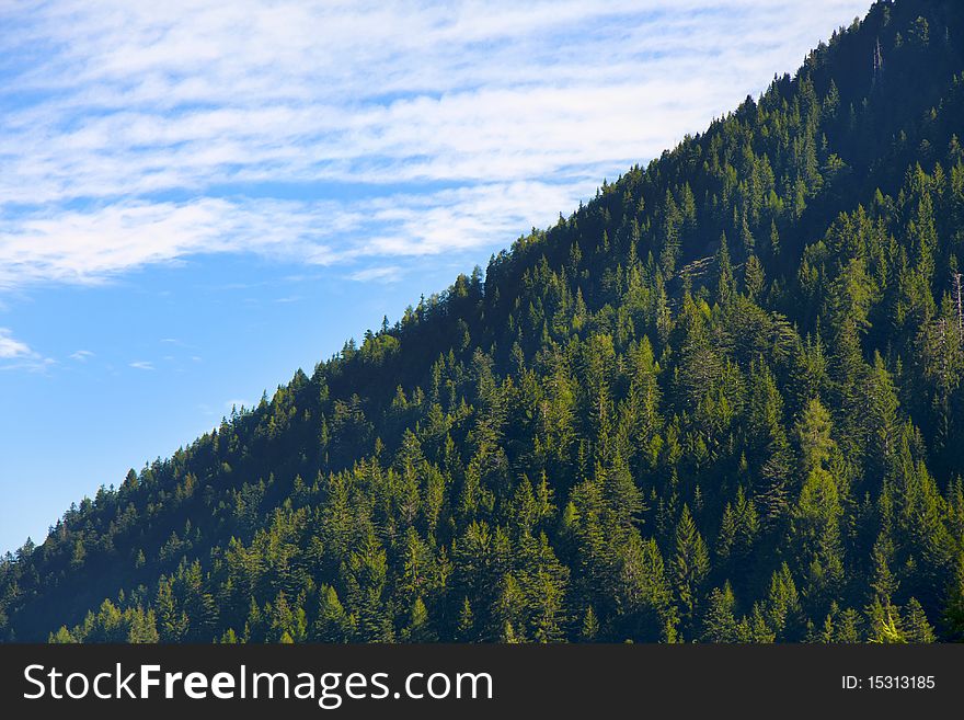 Mountain pine forest with blue sky and white clouds. Mountain pine forest with blue sky and white clouds