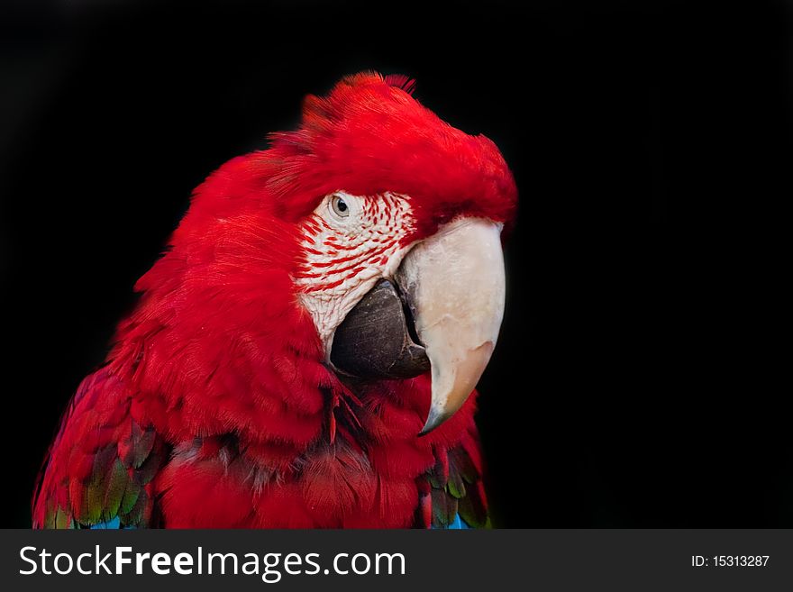 Portrait of red ara isolated on black background