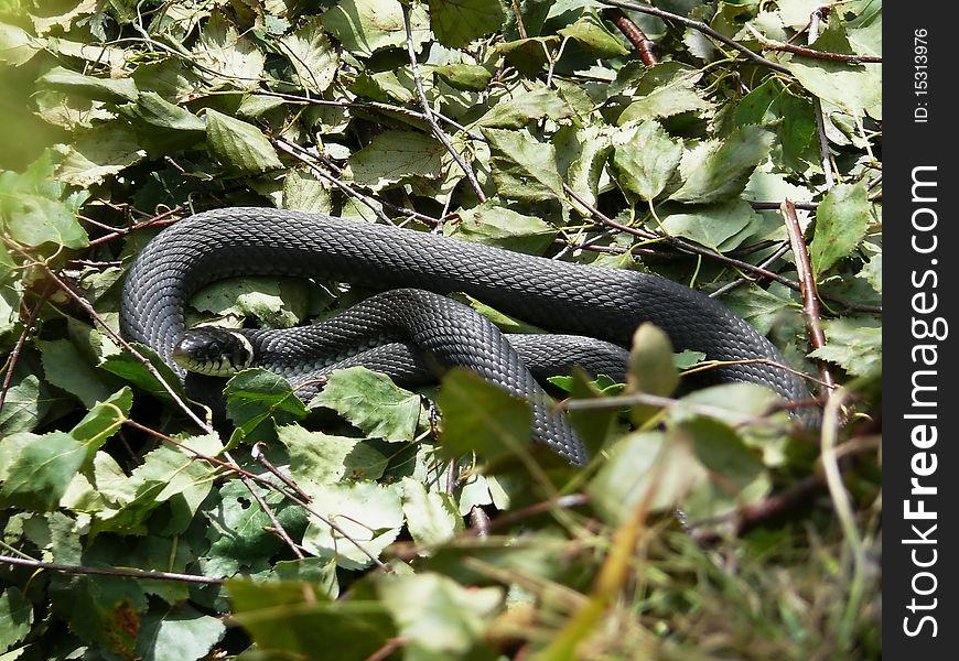 Snake grass-snake flora fauna nature
