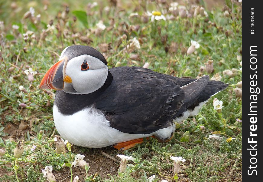 Puffin resting on Skomer Island