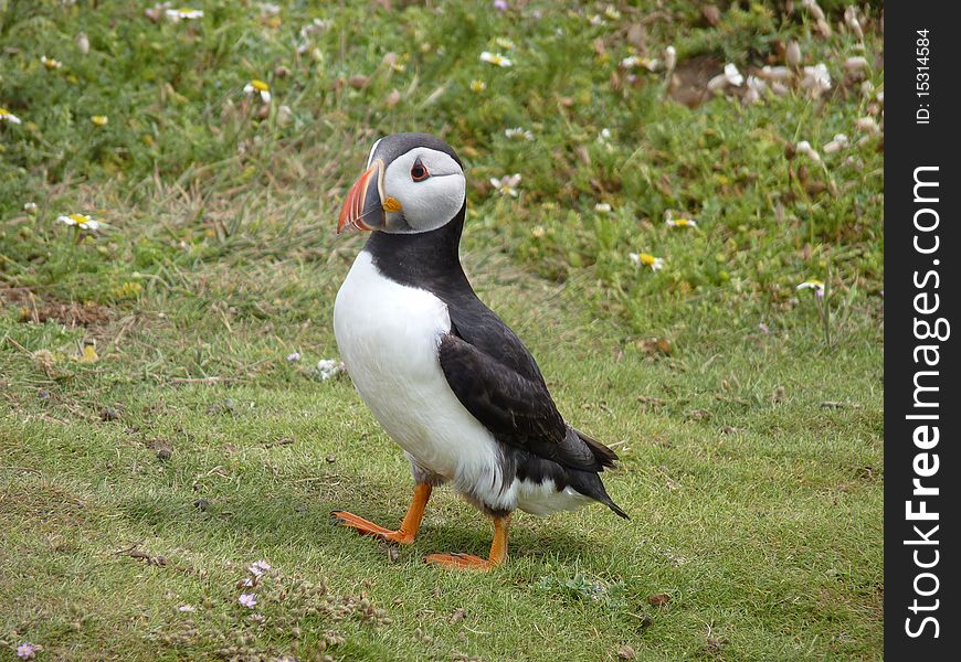 Puffin walking on Skomer Island