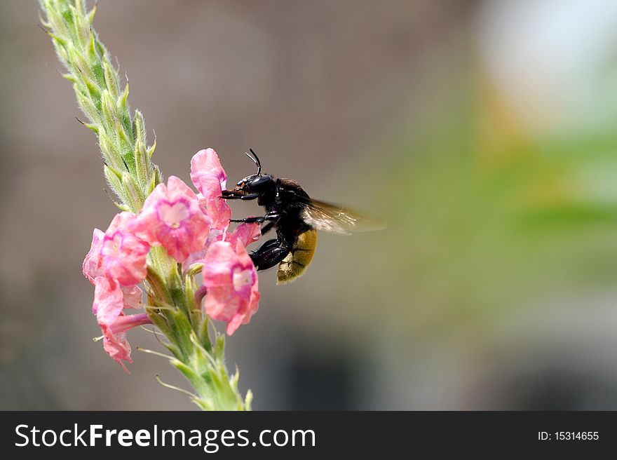 Bumble bee gathering nectar from a flower