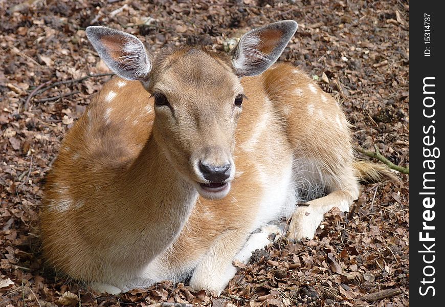 Young fallow deer resting in forest