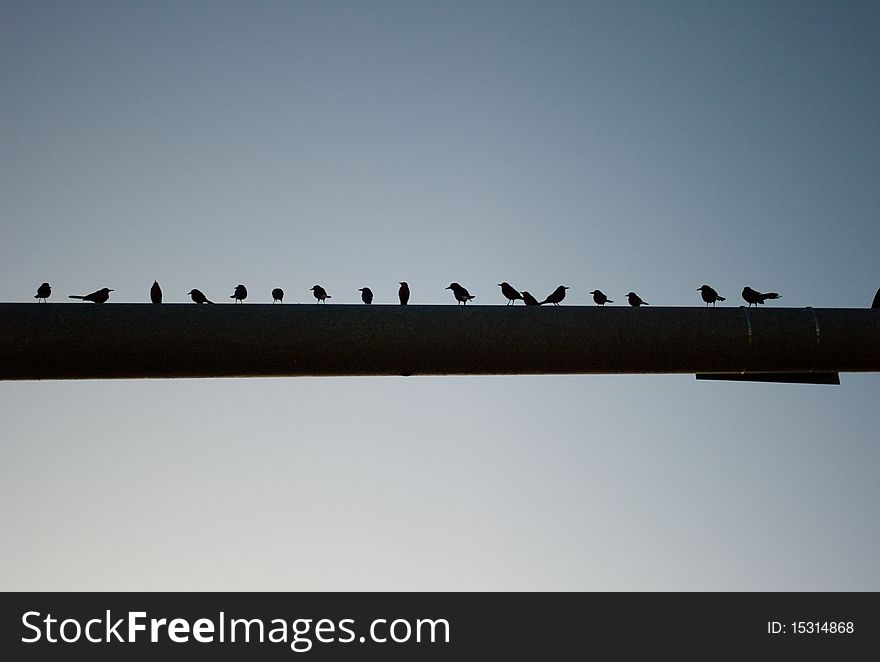 Birds silhouetted against the sky