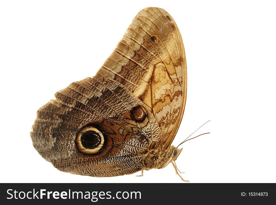 Beautiful Boomerang Owl butterfly (Caligo oedipus) isolated on white