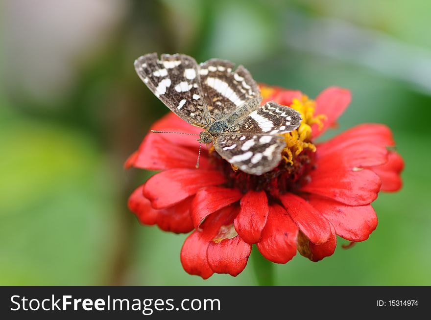 Beautiful Gray-based crescent (Castilia griseobasalis) butterfly on a red flower