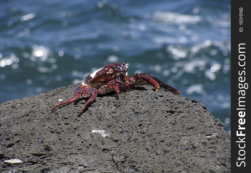 Crab atop rock at seashore. Crab atop rock at seashore