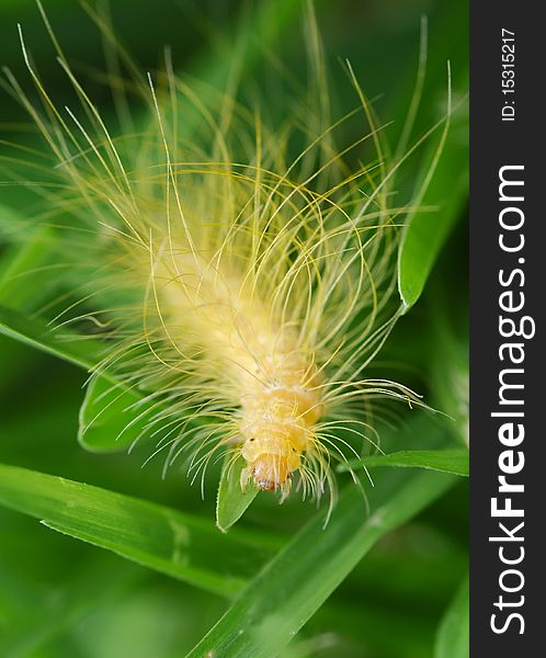 Small moth larva crawling around the grass