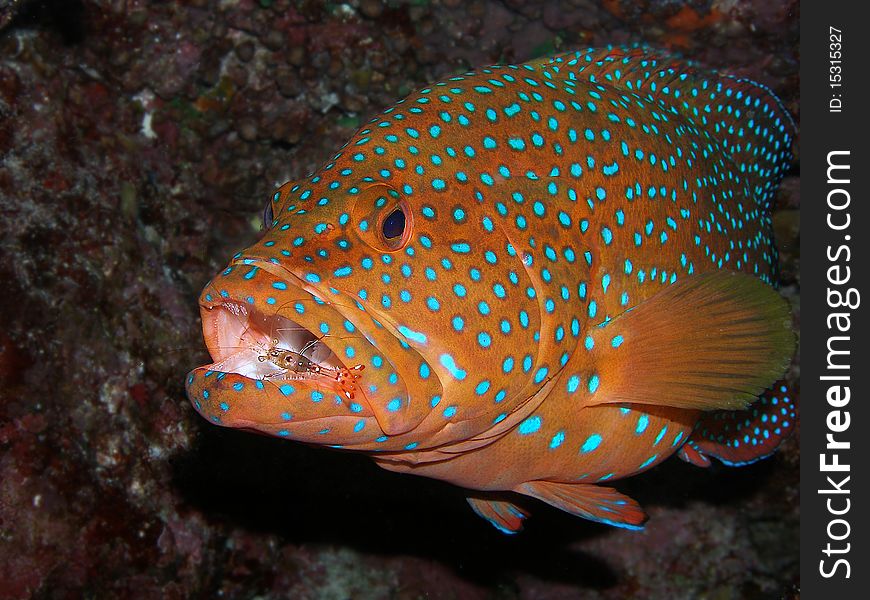 Grouper fish with shrimp in mouth