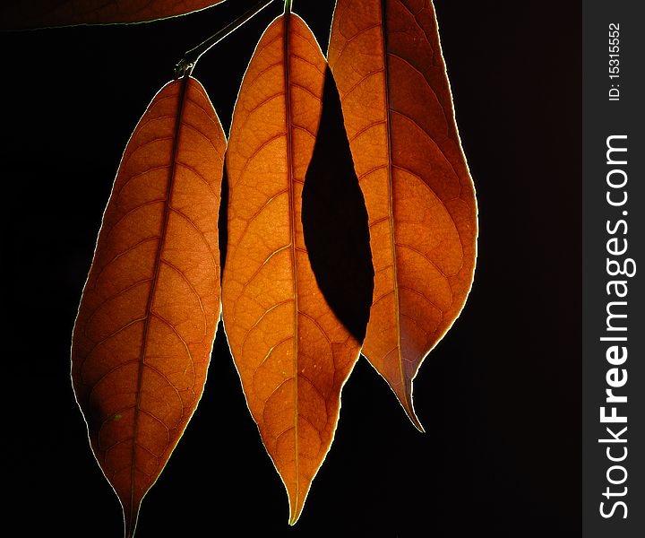 Brown leaves, isolated, with leaf veins.