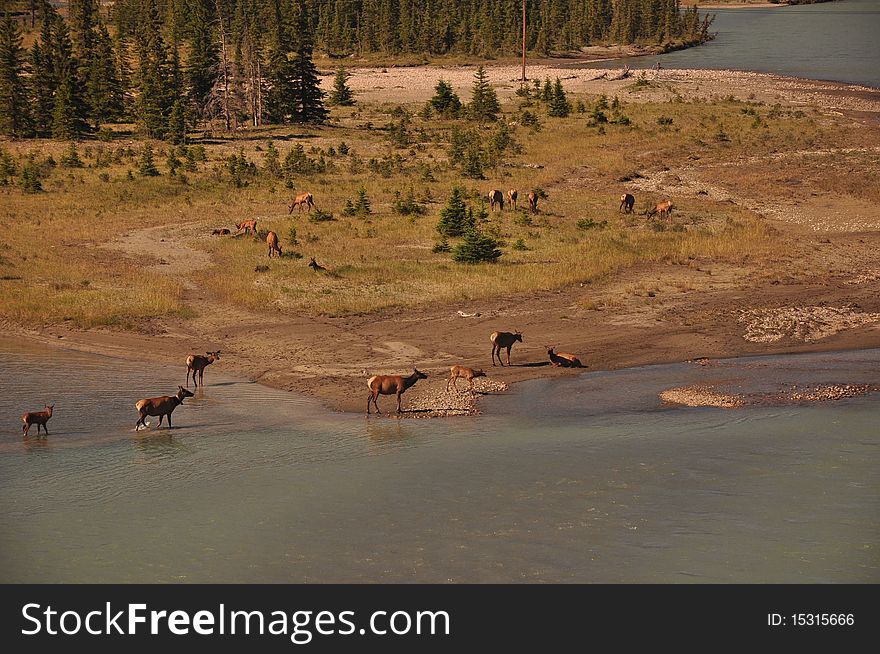 Elk in Jasper Alberta Canada