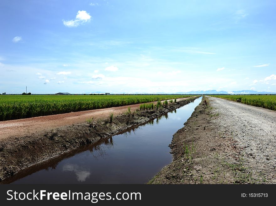 Landscape of paddy field,harvest season.