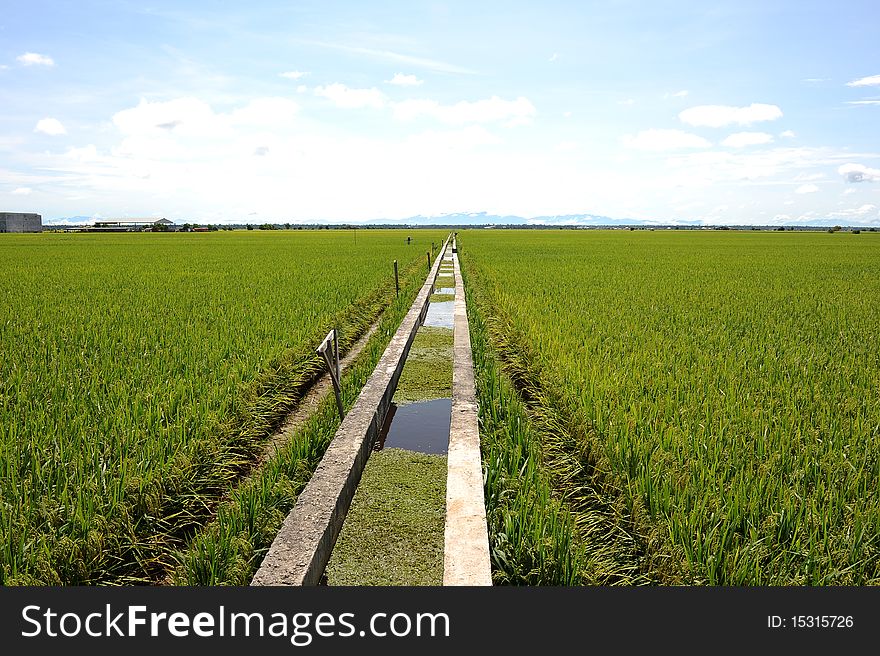 Landscape of paddy field,harvest season.