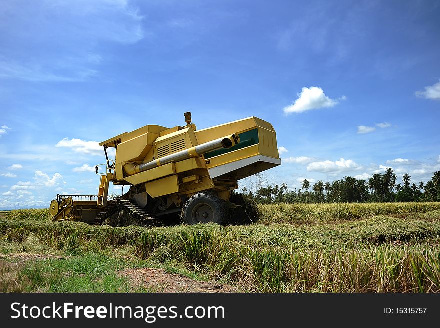 Landscape of paddy field,harvest season.