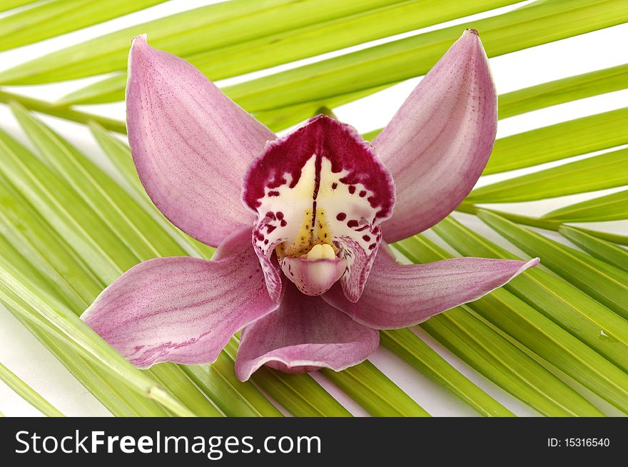 Purple orchid on plam background. Purple orchid on plam background