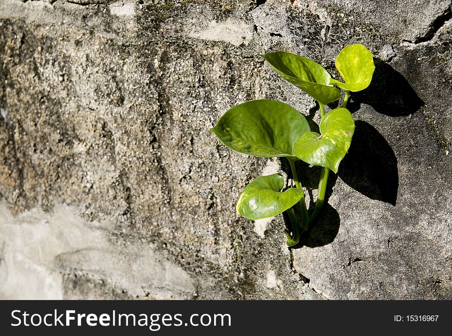The green plant grow from crevice. The green plant grow from crevice