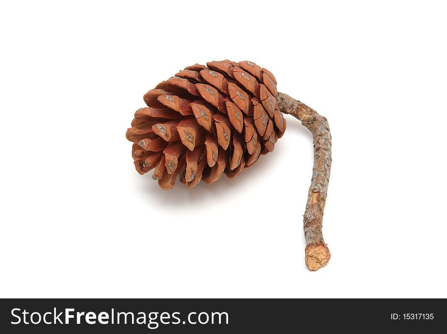 Mediterranean pine tree cone isolated