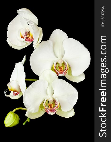 White orchid flower isolated on black background. White orchid flower isolated on black background