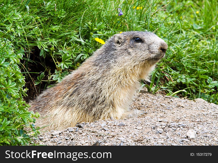 Marmot In The Alps