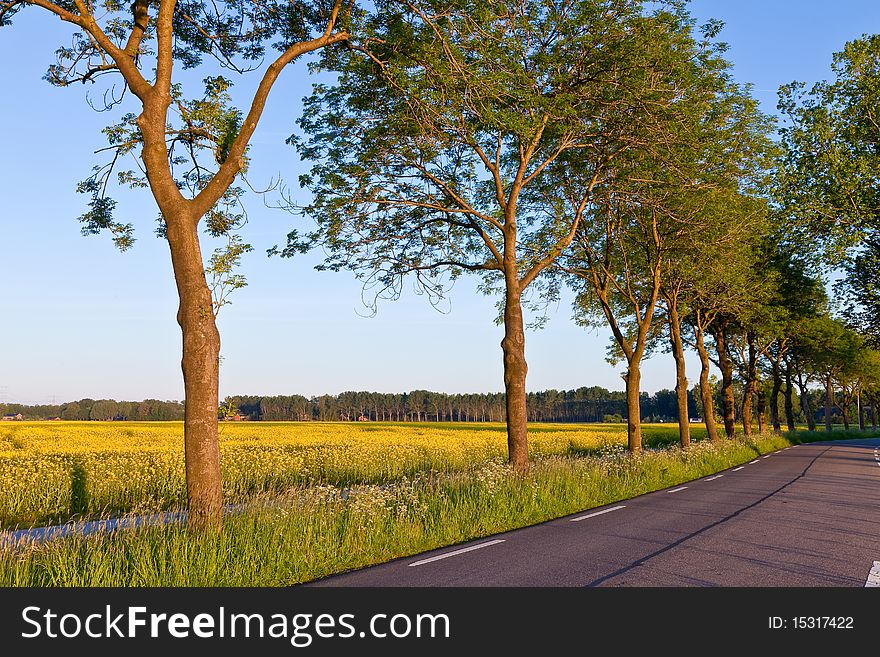 Field with yellow rapeseed flowers