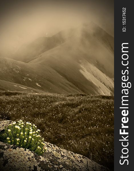 Mountains And Flowers