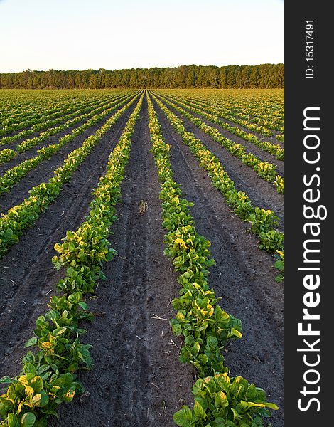 Countryside with potato field and trees at sunset