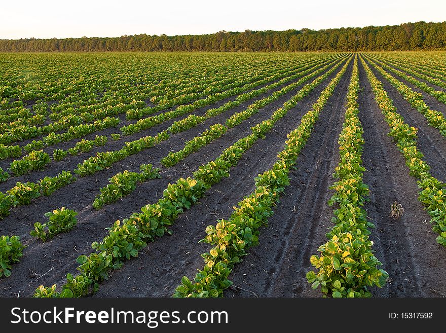 Countryside With Potato Field And Trees