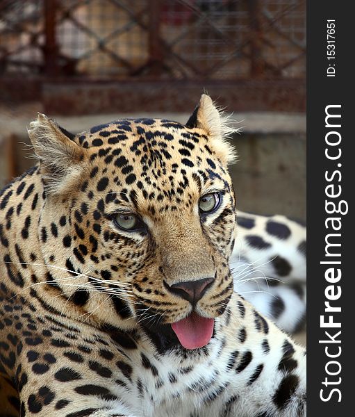 Close-up of face of ferocious leopards in a zoo. Close-up of face of ferocious leopards in a zoo.