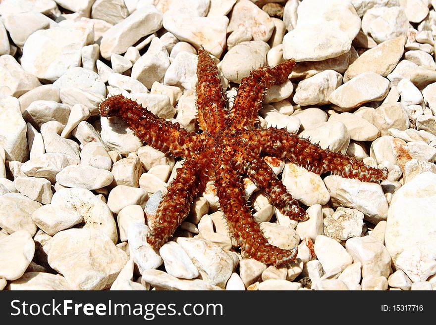 Brown sea star sitting on stoned beach