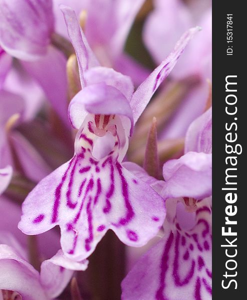 The flower of the Sothern Marsh Orchid (Dactylorhiza praetermissa)one of Britains rarest wildflowers. The flower of the Sothern Marsh Orchid (Dactylorhiza praetermissa)one of Britains rarest wildflowers.