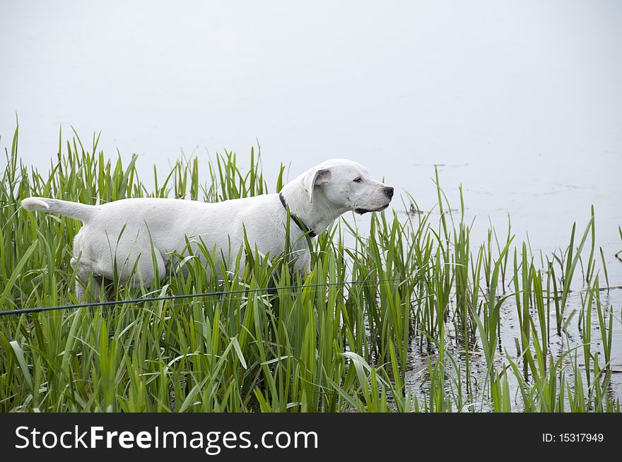 Weimaraner, dog standing in hunting position. Weimaraner, dog standing in hunting position