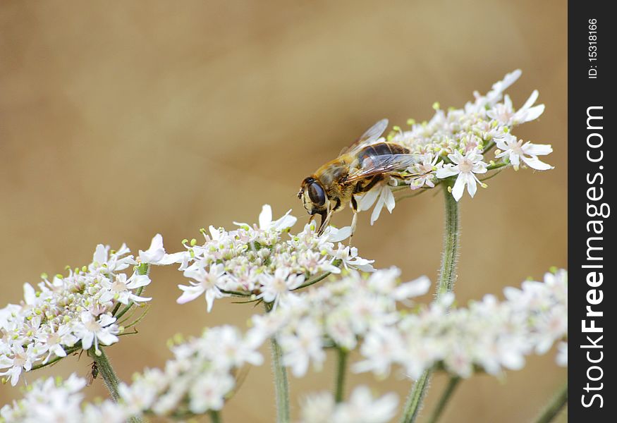Bee Climbing Flowers