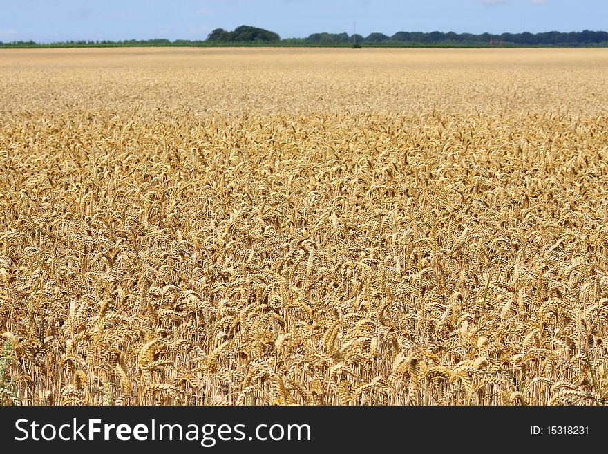 An enormous field of wheat fills the picture. An enormous field of wheat fills the picture