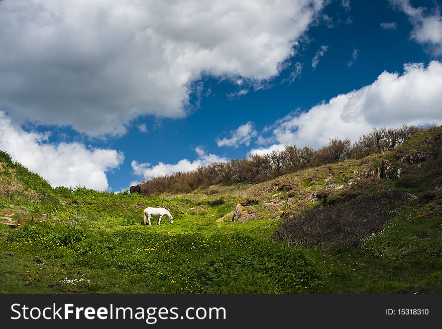 White horse on green meadow