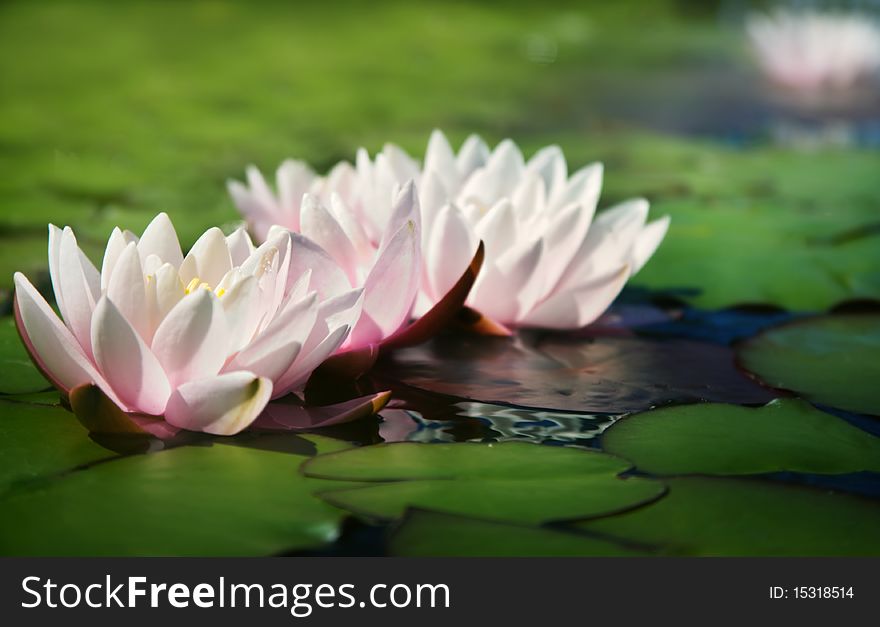 Pink lilies on a lake