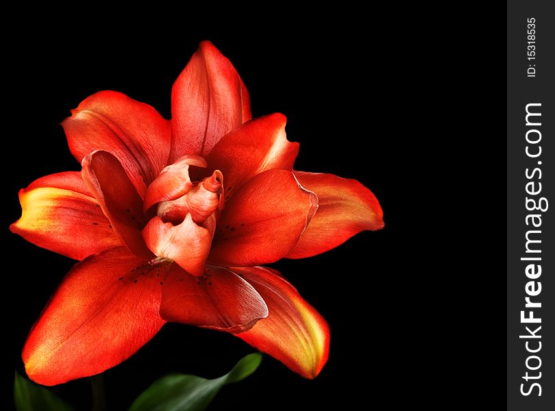 Red lily flower, Lilium