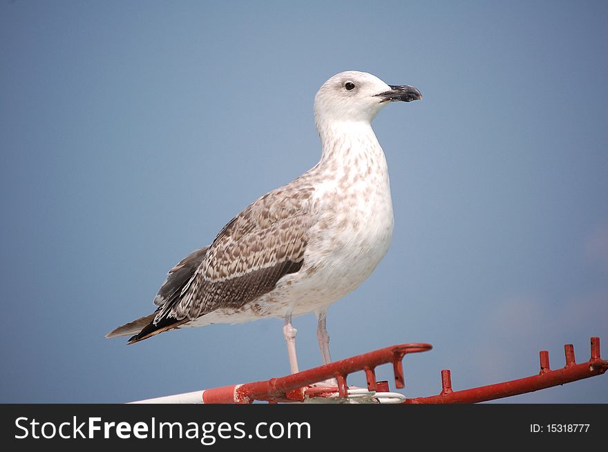 Seagull on the bathing platform