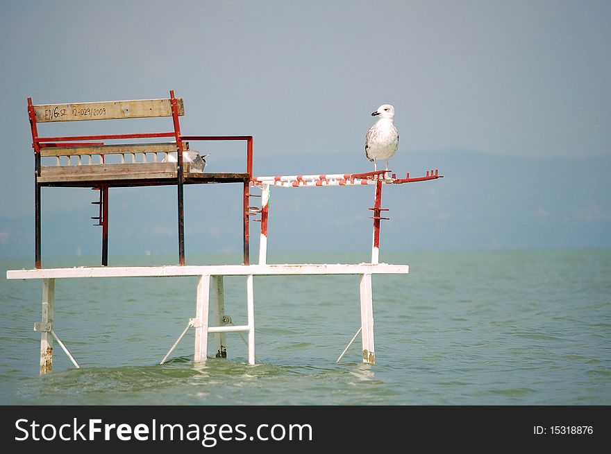 Seagull on to the bathing platform