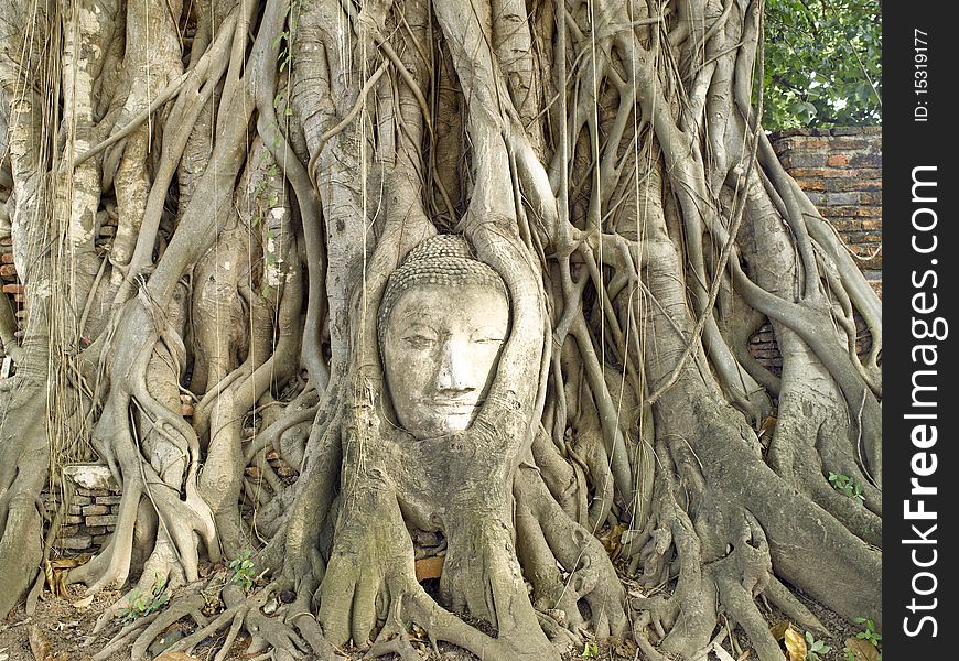 Thailand - Ayutthaya Head of Buddha in Wat Mahathat. Thailand - Ayutthaya Head of Buddha in Wat Mahathat