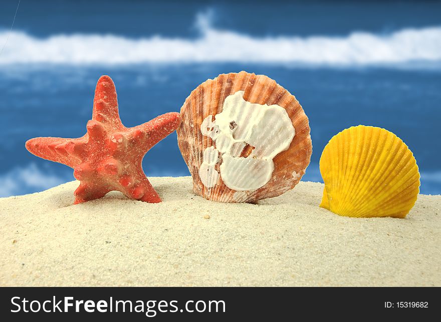 Beach concept with shells on sand. Beach concept with shells on sand