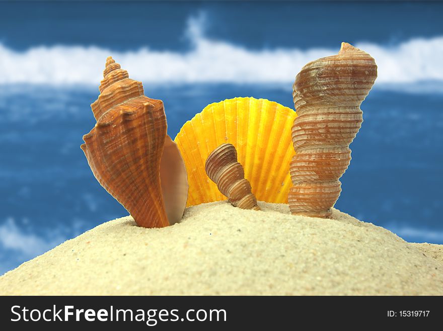 Beach concept with shells and blur ocean waves. Beach concept with shells and blur ocean waves