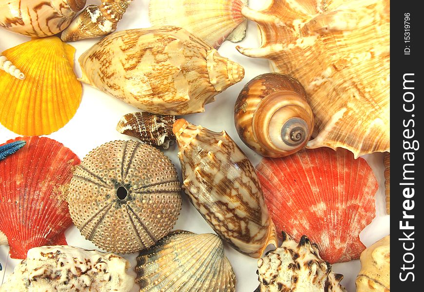 Beach concept with shells on white background. Beach concept with shells on white background