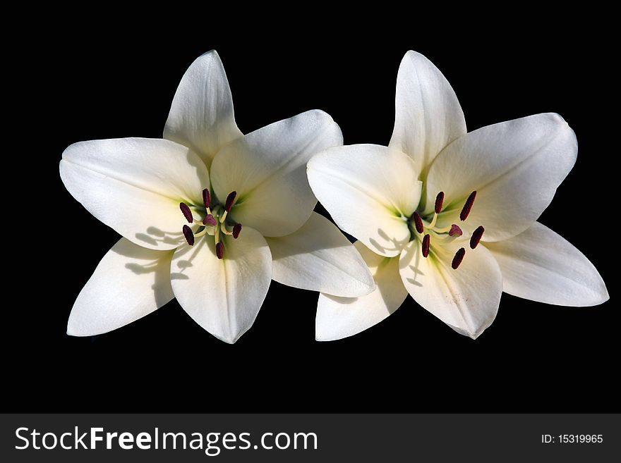 Picture of two perfect white lilies on a black background. Picture of two perfect white lilies on a black background